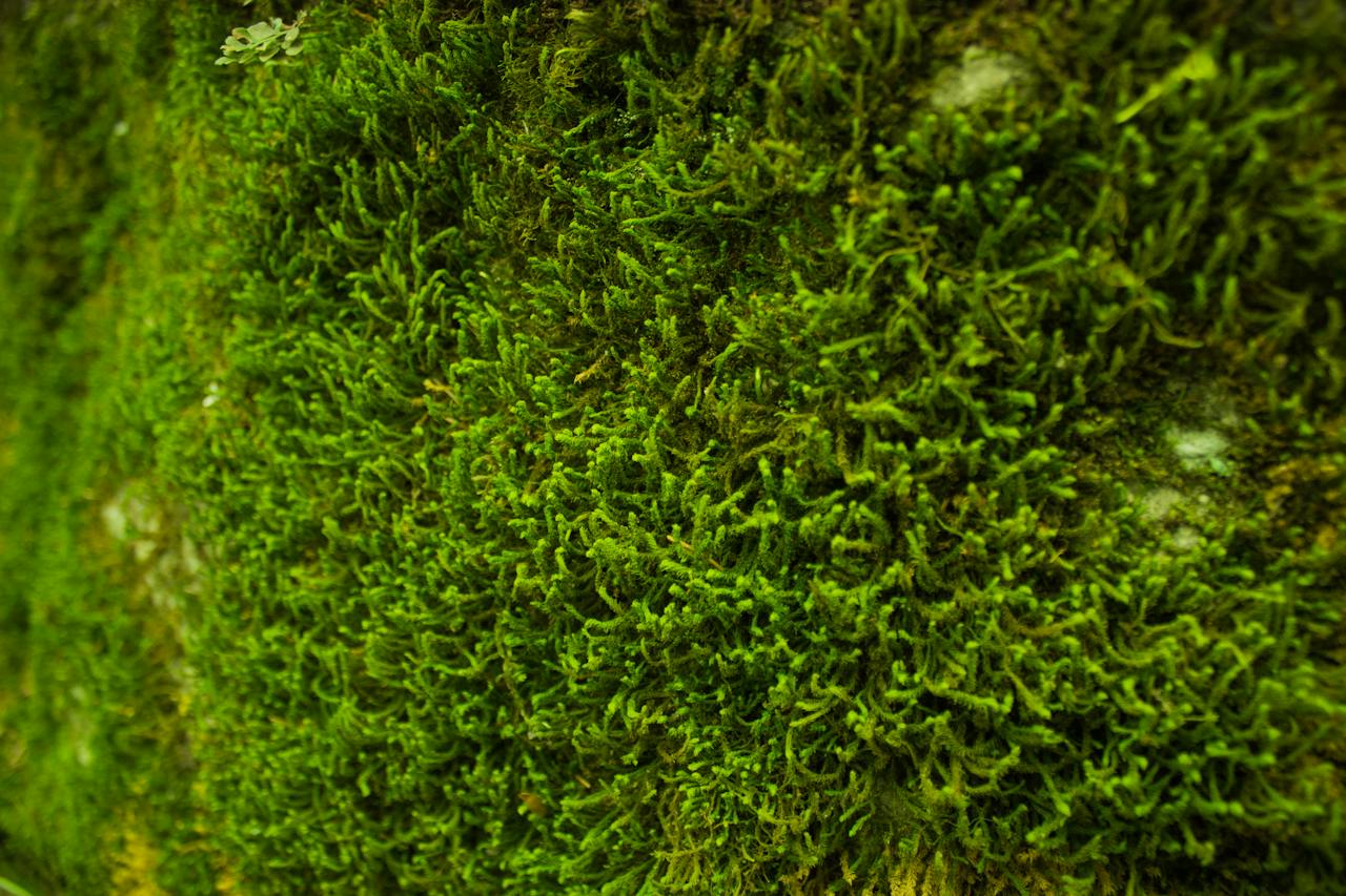 Ontdek de verbluffende schoonheid van moss panelen voor een natuurlijke omgeving